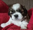 Suczka Shih tzu ,tri color - 4