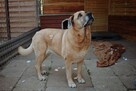 Suzi - domowa, wychowana suczka szuka domu! - 4