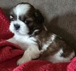 Suczka Shih tzu ,tri color, rezerwacja