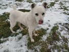 Uratowany przed zamarznięciem psiak szuka kochającego domu - 4