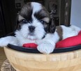 Urocza suczka Shih tzu ,rezerwacja