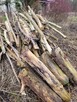 suche DREWNO LIŚCIASTE osika DO KOMINKA LUB PIECA po 75 zł - 3