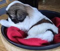 Urocza suczka Shih tzu ,zarezerwowana - 4