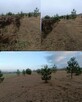 Koszenie trawy, nieużytków, kosiarka bijakowa, karczowanie - 12