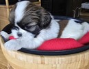 Urocza suczka Shih tzu ,zarezerwowana - 5