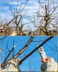 Koszenie trawy, nieużytków, kosiarka bijakowa, karczowanie - 15
