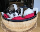 Urocza suczka Shih tzu ,zarezerwowana - 6