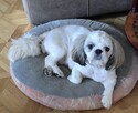 Urocza suczka Shih tzu ,zarezerwowana - 8