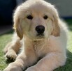 Szczenięta Golden Retriever – Zdrowe, Wesołe i Gotowe do Now - 6