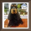 Cocker spaniel angielski - 14