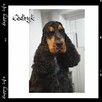 Cocker spaniel angielski - 9