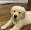 Szczenięta Golden Retriever – Zdrowe, Wesołe i Gotowe do Now - 4