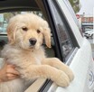 Szczenięta Golden Retriever – Zdrowe, Wesołe i Gotowe do Now - 3