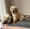 Szczenięta Golden Retriever – Zdrowe, Wesołe i Gotowe do Now