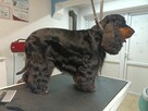 Cocker spaniel angielski - 6