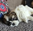 Urocza suczka Shih tzu ,zarezerwowana - 9