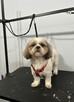 Psi Fryzjer Bielsko-Biała/strzyżenie psów/groomer - 2