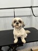 Psi Fryzjer Bielsko-Biała/strzyżenie psów/groomer - 5
