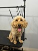 Psi Fryzjer Bielsko-Biała/strzyżenie psów/groomer - 9