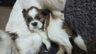 Suczka Shih tzu ,tri color - 11