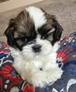 Urocza suczka Shih tzu ,zarezerwowana - 13