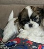 Urocza suczka Shih tzu ,zarezerwowana - 10