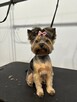 Psi Fryzjer Bielsko-Biała/strzyżenie psów/groomer - 10