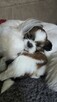 Suczka Shih tzu ,tri color - 9
