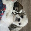 Suczka Shih tzu ,tri color - 10