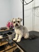 Psi Fryzjer Bielsko-Biała/strzyżenie psów/groomer - 4