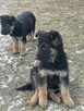 Suczki owczarka niemieckiego - 3