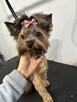 Psi Fryzjer Bielsko-Biała/strzyżenie psów/groomer - 8