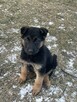 Suczki owczarka niemieckiego - 4