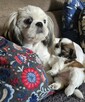 Suczka Shih tzu ,tri color - 8