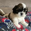 Szczeniaki Shih tzu - 6