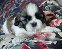 Piesek Shih tzu, piękny