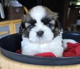 Szczeniaki Shih tzu ,rezerwacja