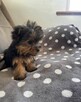 Szczenięta Yorkshire Terrier Miniatura. - 3