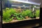 Zakładanie i serwis akwarium - 5