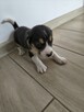 Psy bigle do adopcji - 3