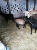 Sprzedam owce / baranki kameruńskie - 4