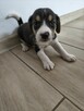 Psy bigle do adopcji - 4