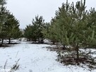 Pilnie! Działka 1000 m² w spokojnej okolicy (do negocjacji) - 5