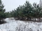 Pilnie! Działka 1000 m² w spokojnej okolicy (do negocjacji) - 6