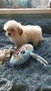 Śliczne szczeniaki Maltipoo oklice Warszawy - 6