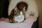 Cudowna Marzenka, wyjątkowa kotka do adopcji