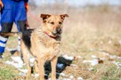 Kufel - fantastyczny, wesoły psiak szuka domu! - 2