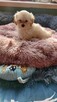 Śliczne szczeniaki Maltipoo oklice Warszawy - 5