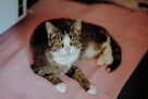 Cudowna Marzenka, wyjątkowa kotka do adopcji - 2