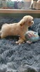 Śliczne szczeniaki Maltipoo oklice Warszawy - 4